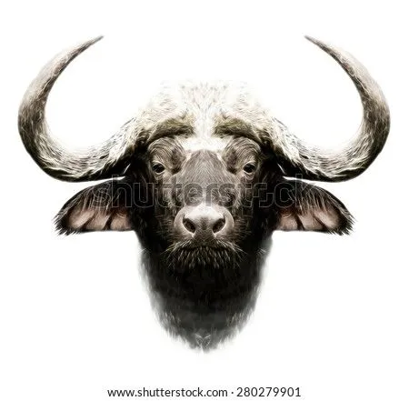 Bull Stock Photos, Images, & Pictures | Shutterstock