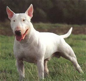 Bull Terrier