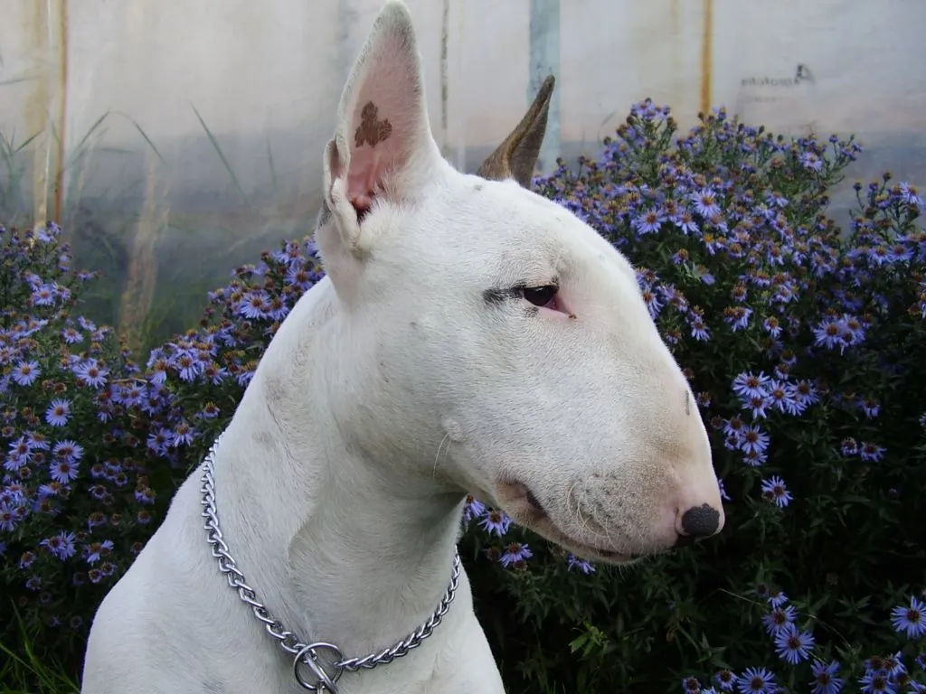 Bull Terrier and flowers photo and wallpaper. Beautiful Bull ...