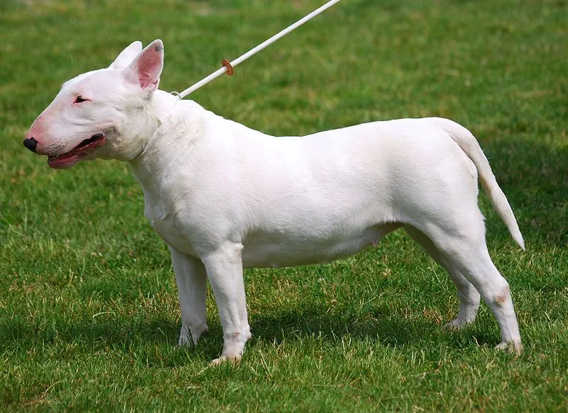 Bull terrier | Delta Mascota