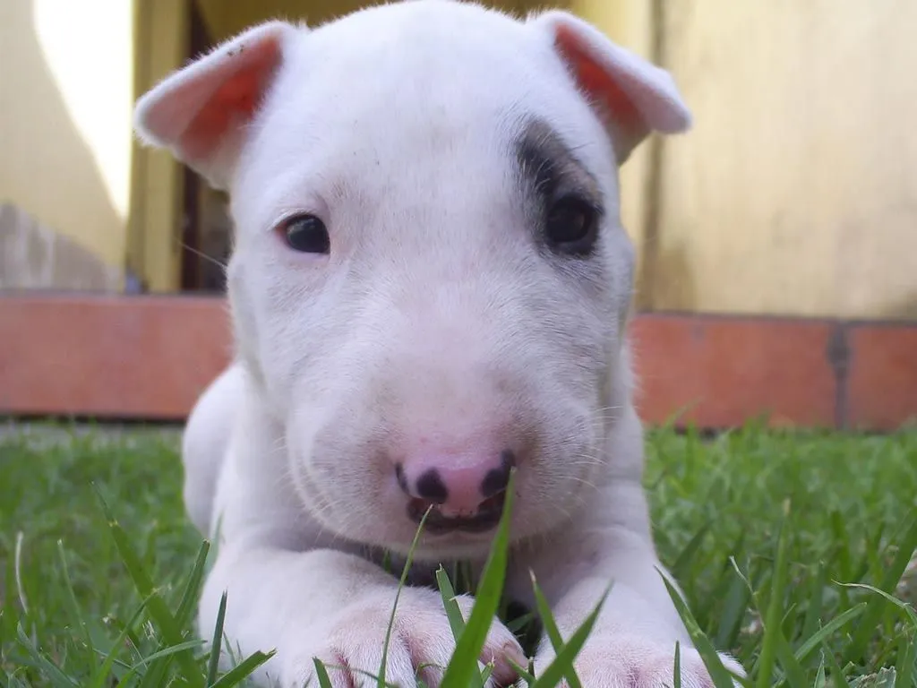 Bull Terrier | DOGBLOG