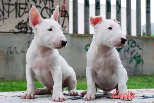 Excelentes cachorros de Bull Terrier - Bull Terrier - Perros ...