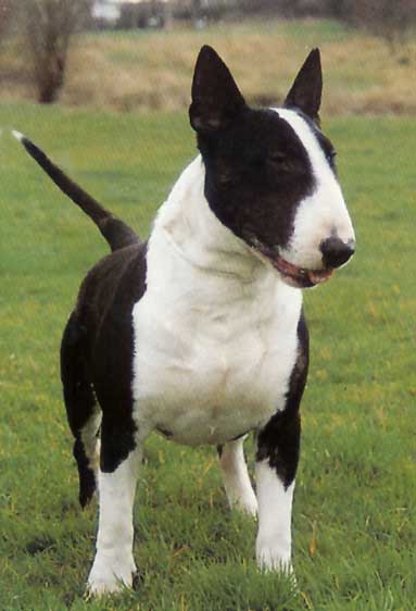 Bull Terrier - PETS 123