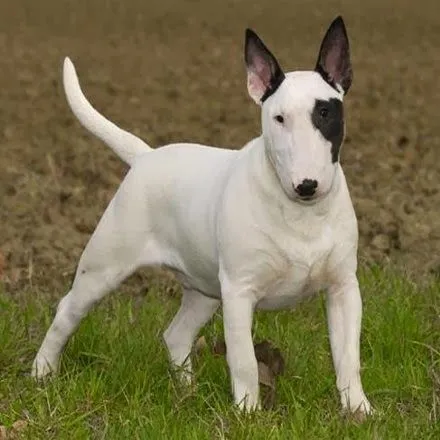 Bull Terrier "El Caballero Blanco" | Blog Perro