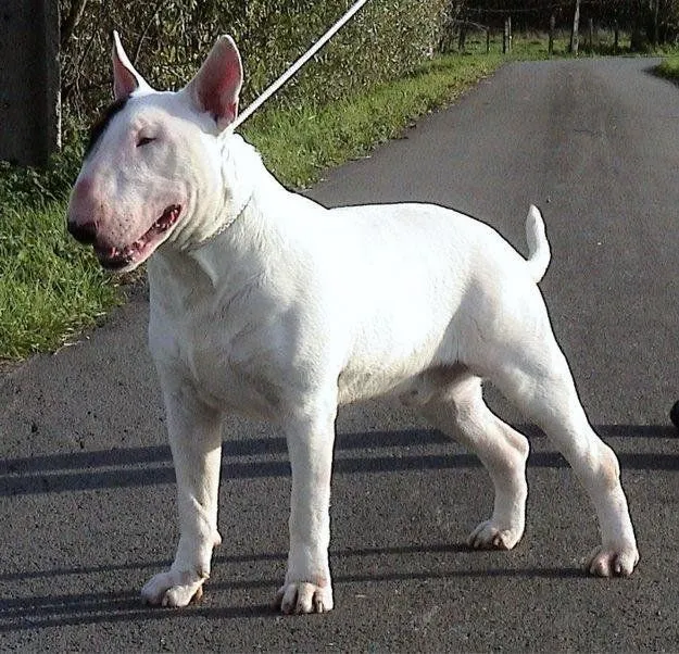 Bull Terrier Standard. PerrosAmigos.com