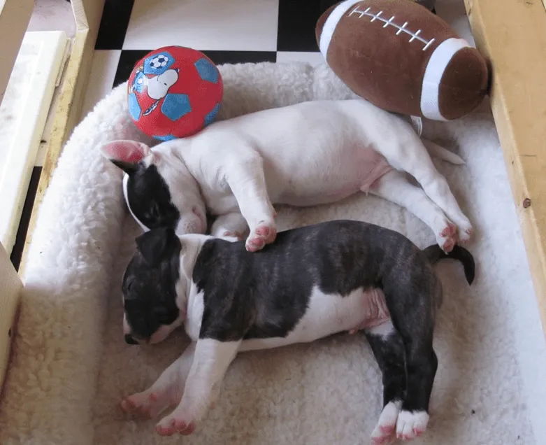 Bull Terrier Standard. PerrosAmigos.