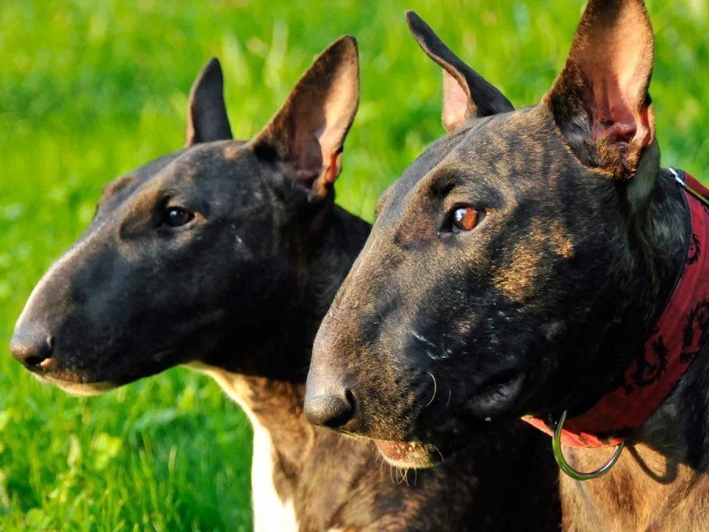 Bull Terrier Standard. PerrosAmigos.