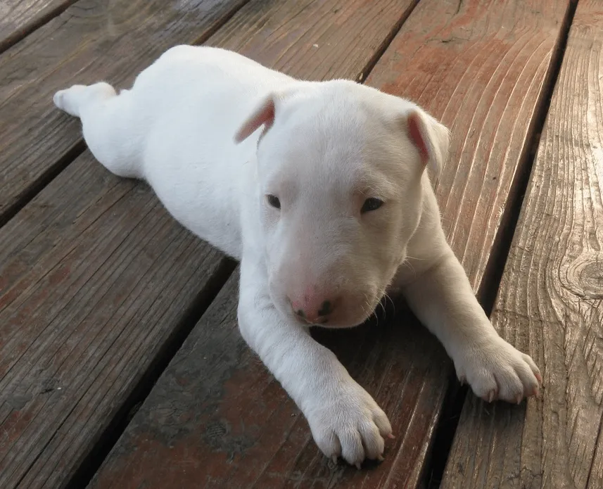 Bull Terrier Standard. PerrosAmigos.