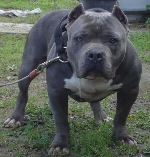 Bull terrier stanford gris - Imagui