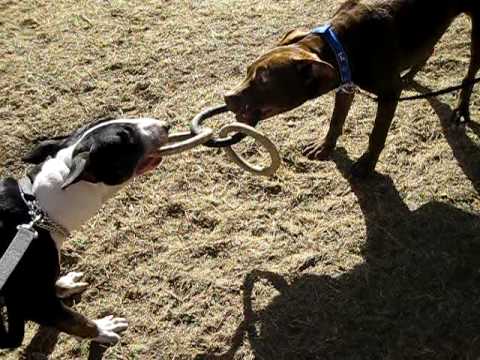 BULL TERRIER VS. PIT BULL