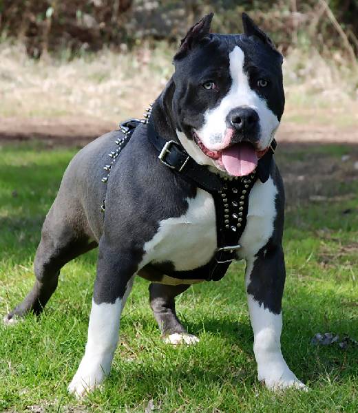 Blogger Bark: Breed Bits: American Pitbull Terrier