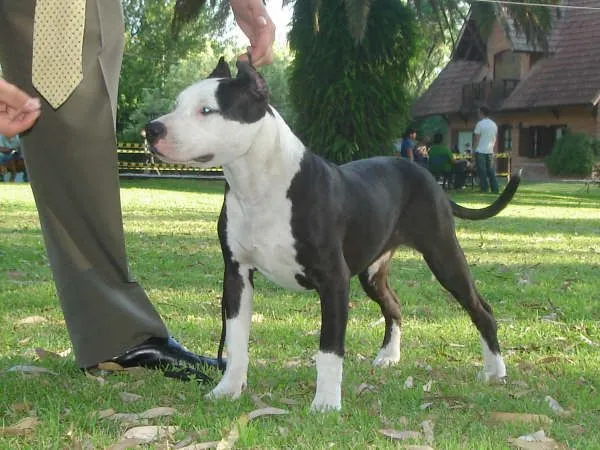 BULL TERRIER vs PITBULL | Pamelita90d's Blog