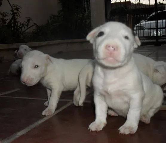 BULL TERRIER vs PITBULL | Pamelita90d's Blog