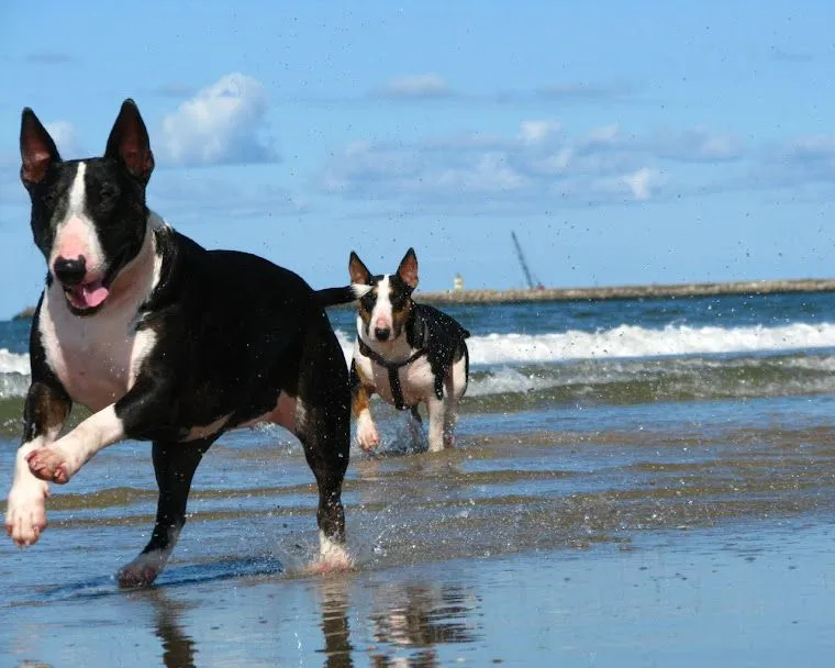 bull terrier