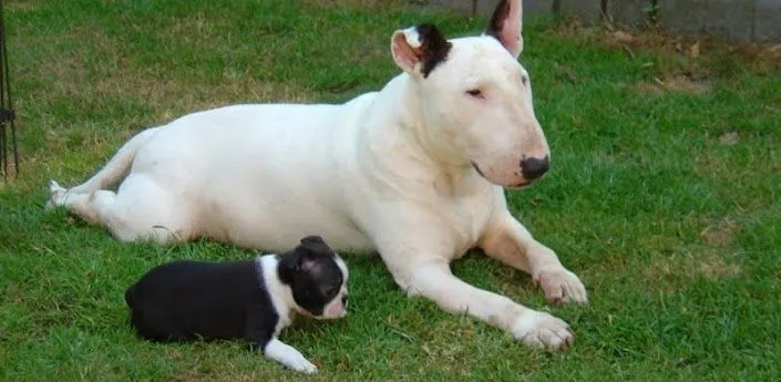 Bull Terrier Wallpapers - Applicazioni Android su Google Play