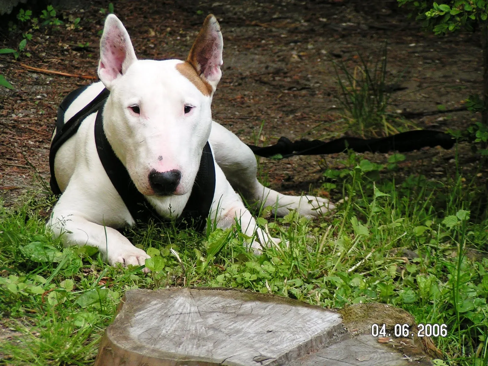 Bull terrier wallpapers HD - Imagui