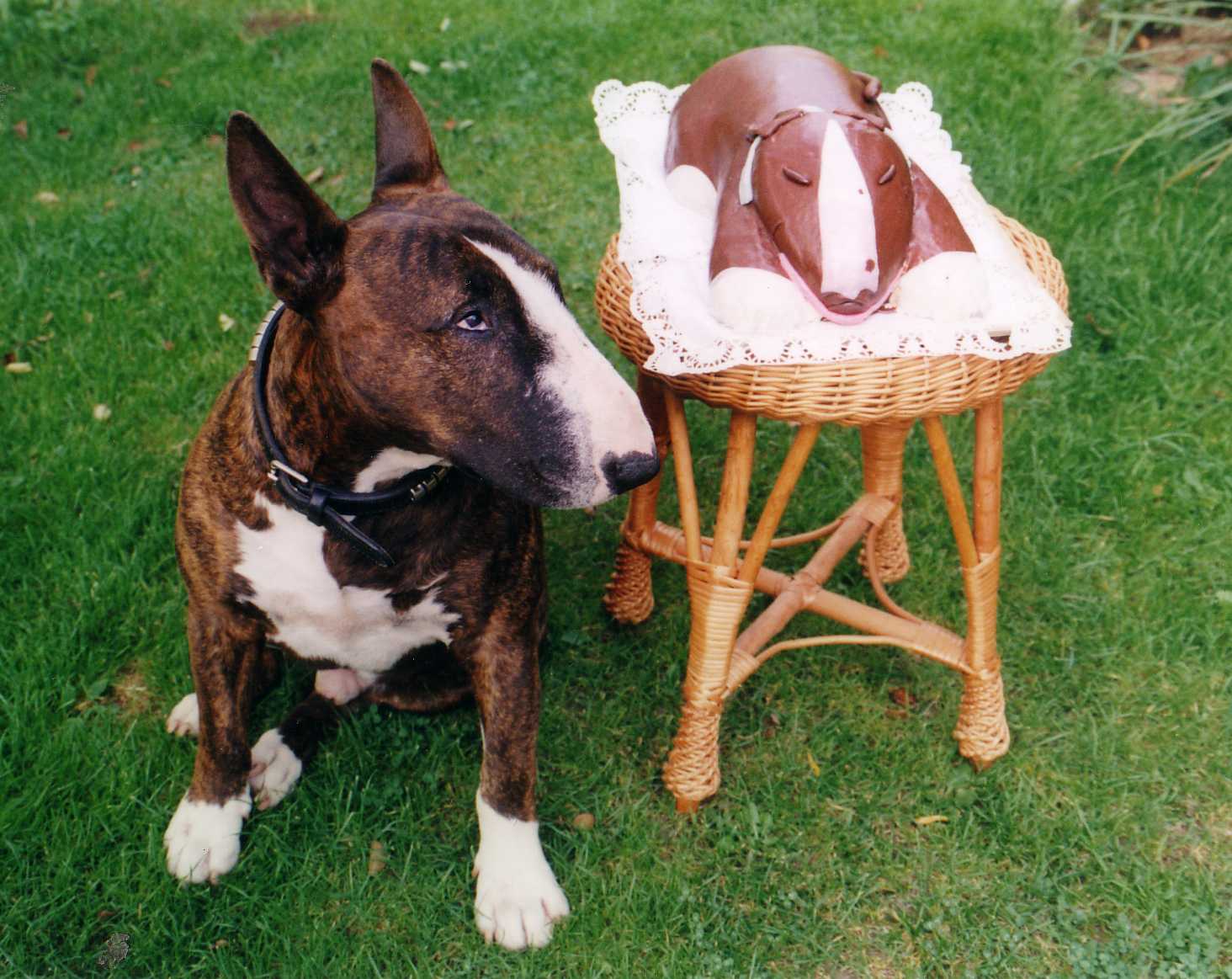 Bull Terrier:Pictures of Dogs and All About Dog