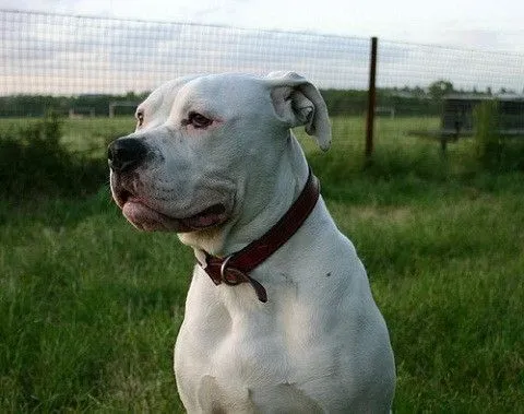 El Bulldog Americano