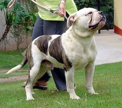 Bulldog Americano | DOGBLOG