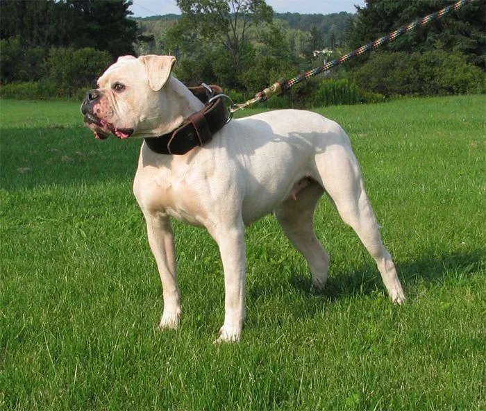 Bulldog Americano o Dogo Americano - Razas perros | Mascotas.