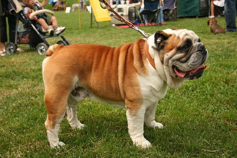 Bulldog - Animals - A-Z Animals - Animal Facts, Information ...