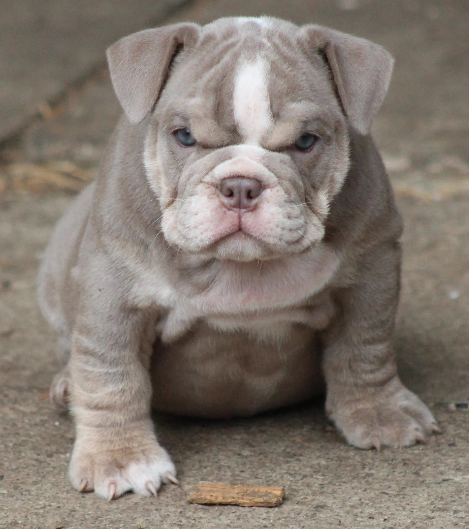 bulldog_puppy.jpg