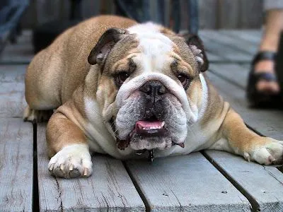 Bulldog Dog Breed Picture | Dog Lovers Pictures