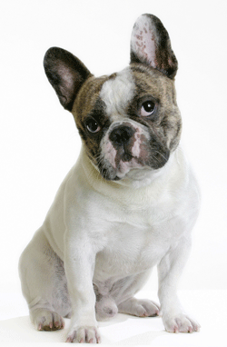 Bulldog Francés. Perros. Ocio en casa. Plusesmas.