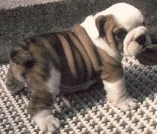 Bulldog | Fun Animals Wiki, Videos, Pictures, Stories