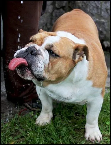 Cómo bebe un Bulldog inglés? | Flickr - Photo Sharing!