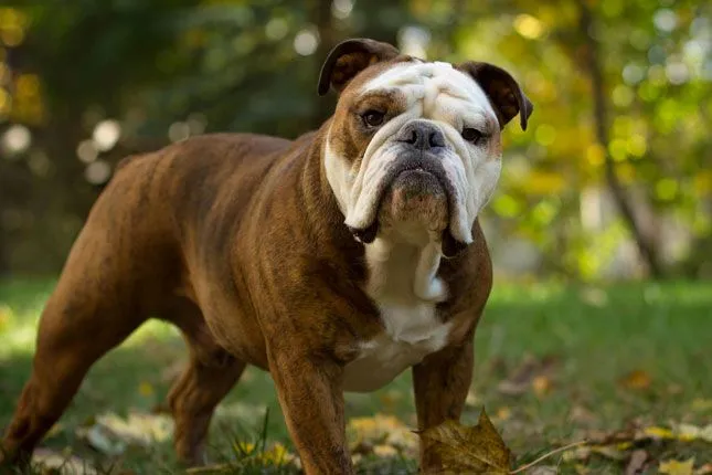 Bulldog Puppies For Sale - Puppy Breeders