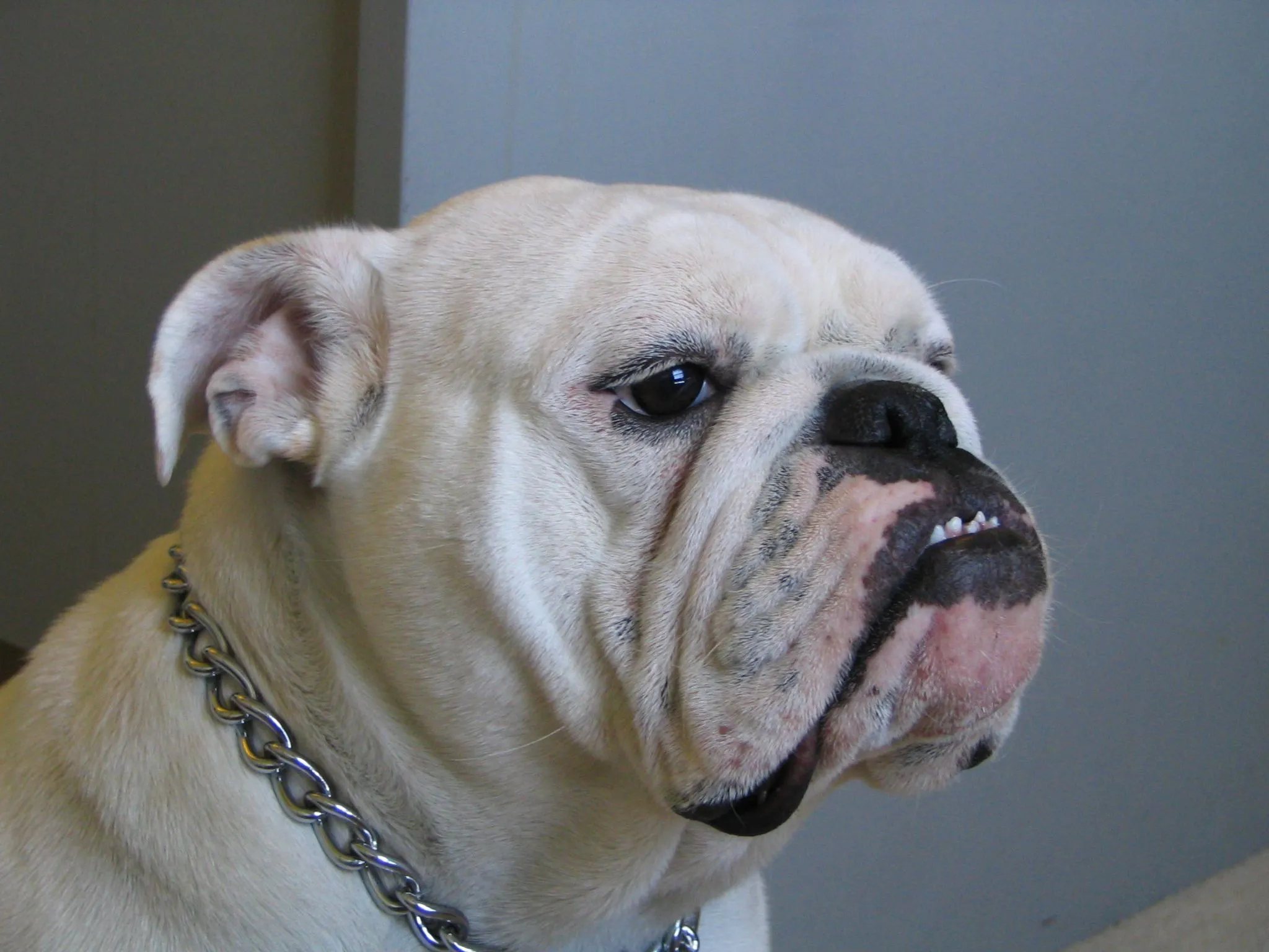 Bulldog - Wikipedia, the free encyclopedia