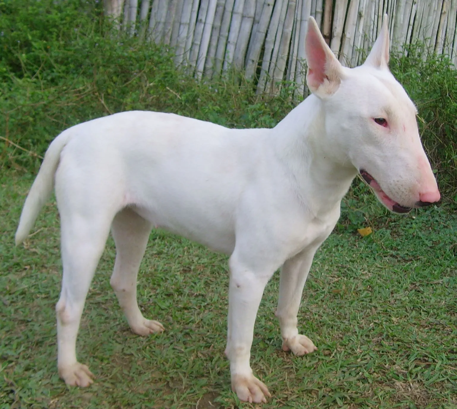 bullterrier: perros bull terrier