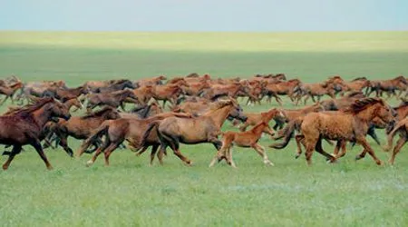 El burgalés: LA ISLA DE LOS CABALLOS SALVAJES