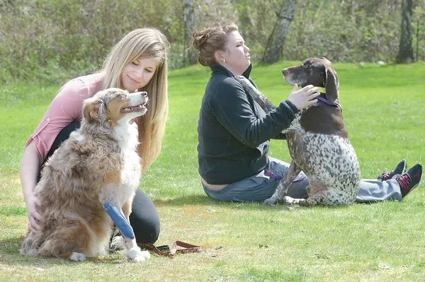 Burlington vet clinic nurses Oso dogs back to health | All Access ...