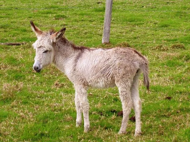 Burros bebés - Imagui