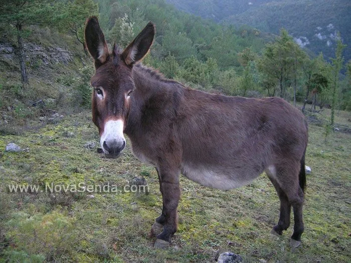 Burro Catalán (Guarà) en Coll de Jou - La Garrotxa - Girona