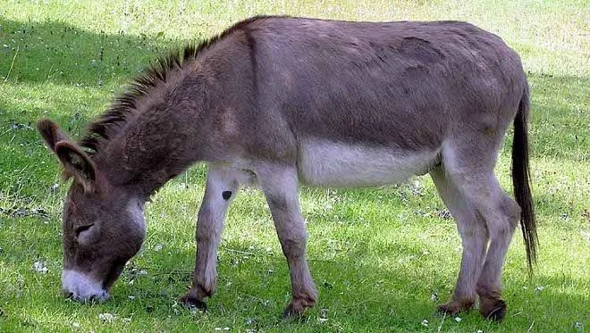 Burro mata a su dueño a patadas y mordidas en Santiago - Cachicha.com