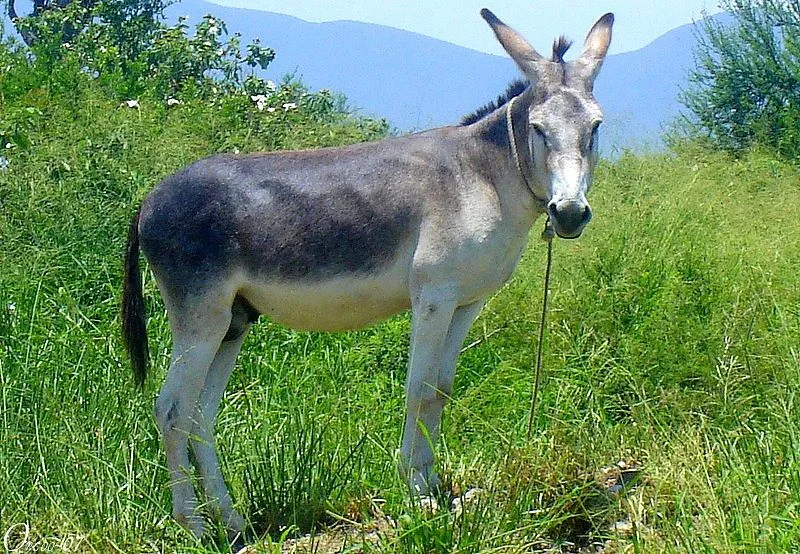 Burro. (Shrek version) | © Oswaldo Ordóñez. Ya se estreno la… | Flickr