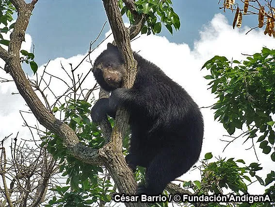 Dibujos de oso frontino - Imagui