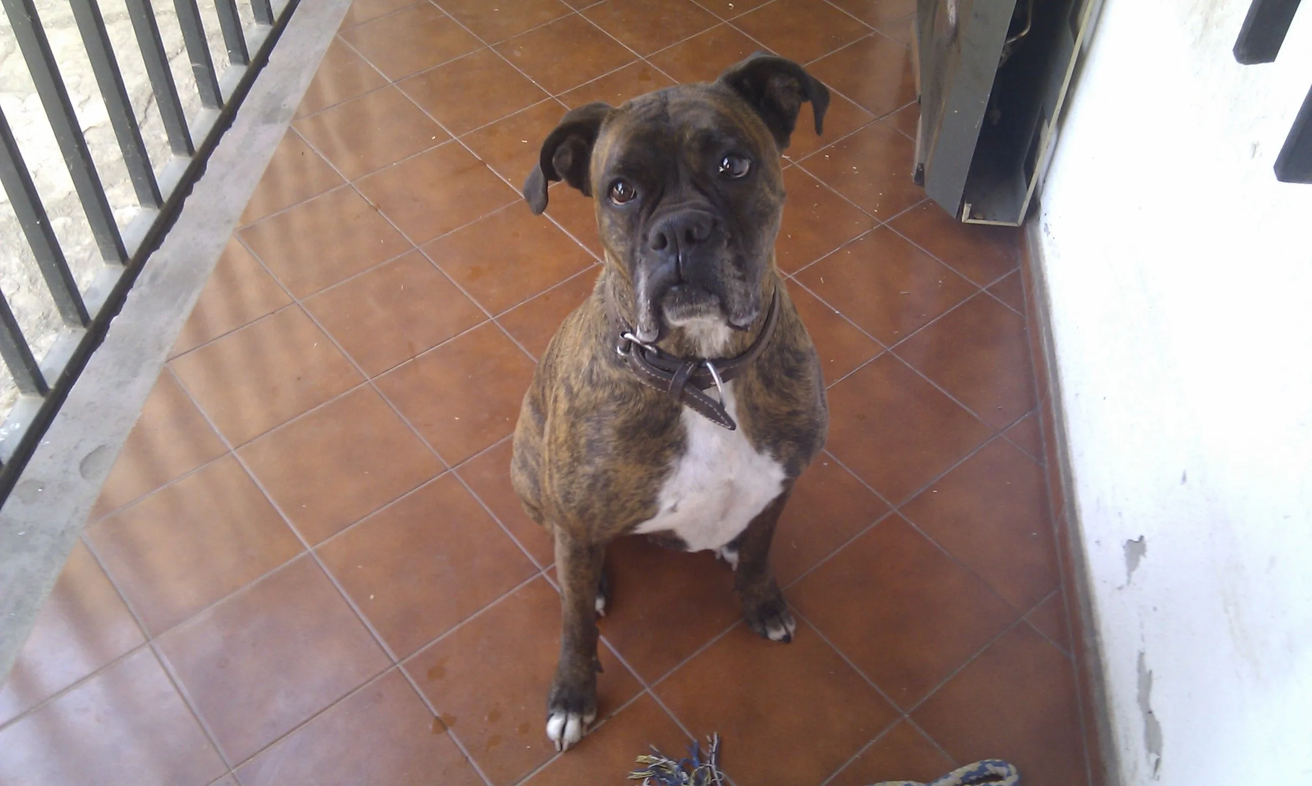 Se Busca BOXER HEMBRA!