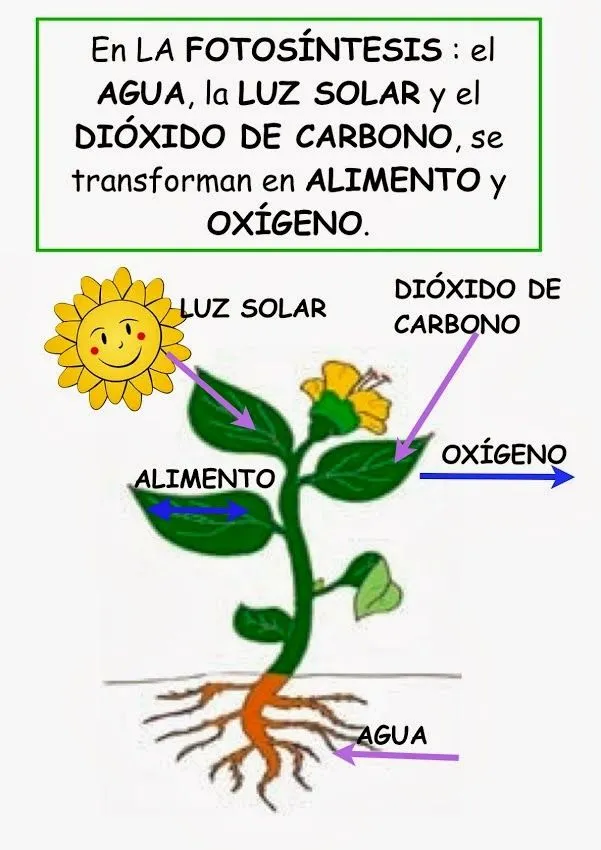 En busca del corazón verde: LOS SERES VIVOS: LAS PLANTAS 4º