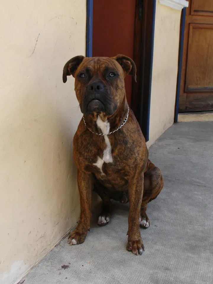 Busca Perros Xalapa: PERRITO BOXER EXTRAVIADO