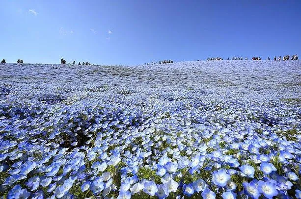 Un buscador de almas...: Fascinantes campos azules, no son de otro ...