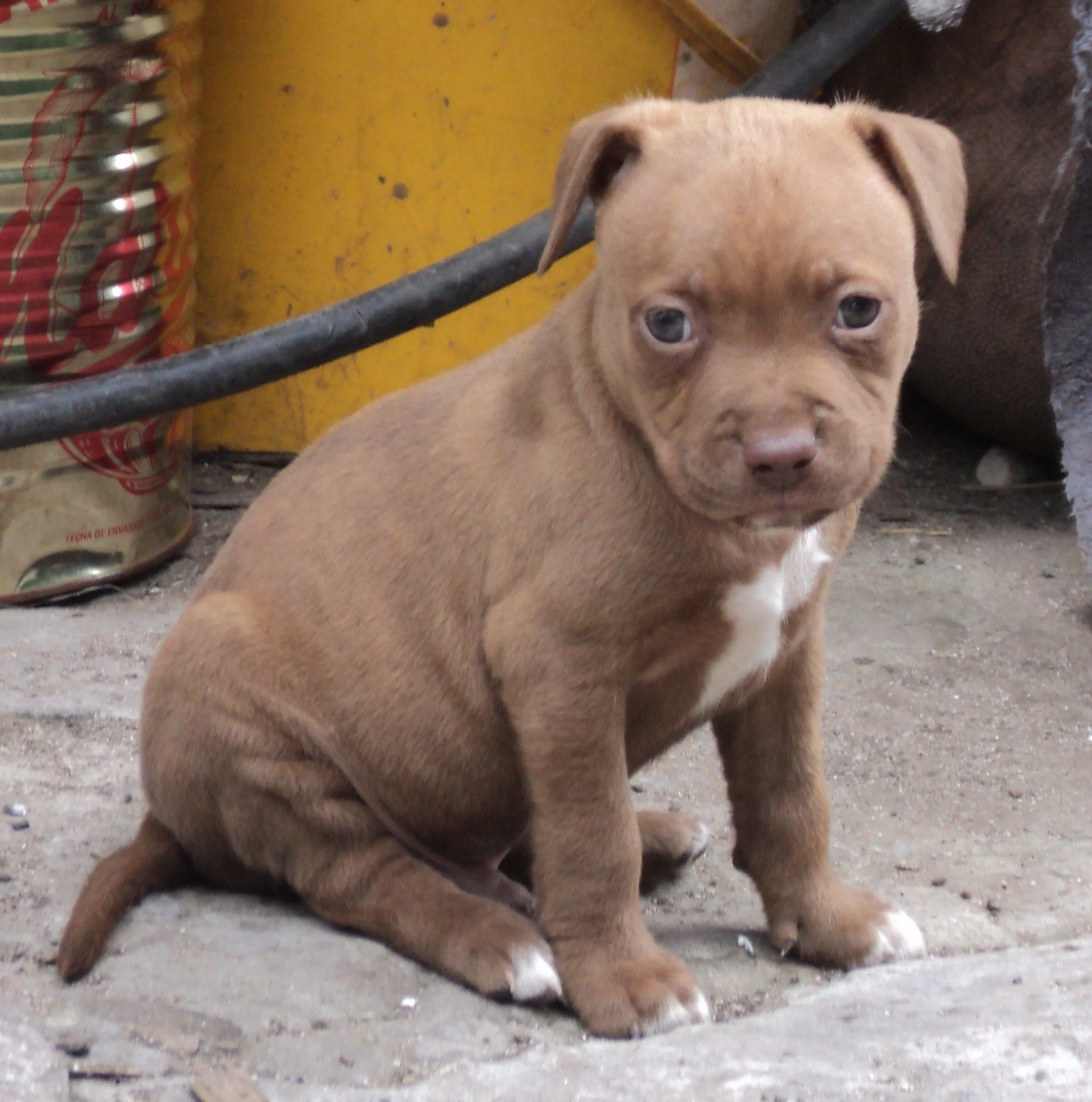 Buscan cachorro de Pitbull extraviado en Barrio San Carlos ...