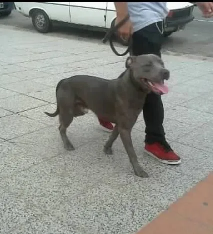 Buscan a un pitbull gris con orejas largas que fue robado. Av. 39 ...