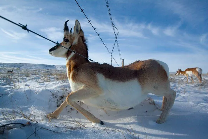 Buscando el Norte - El sitio de mi recreo: El mundo animal en ...