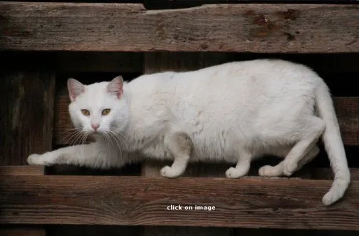 Buscando cuatro patas al gato? | La pupila insomne