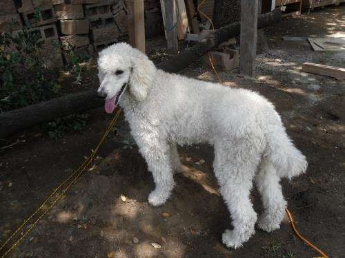 Busco novia Poodle Gigante en Tijuana - 252789