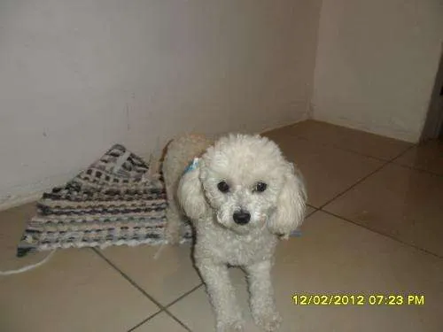 Busco novio French Poodle Tacita 1 en Cartago - 59361